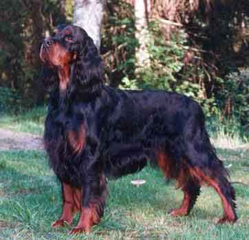 Gordon Setter